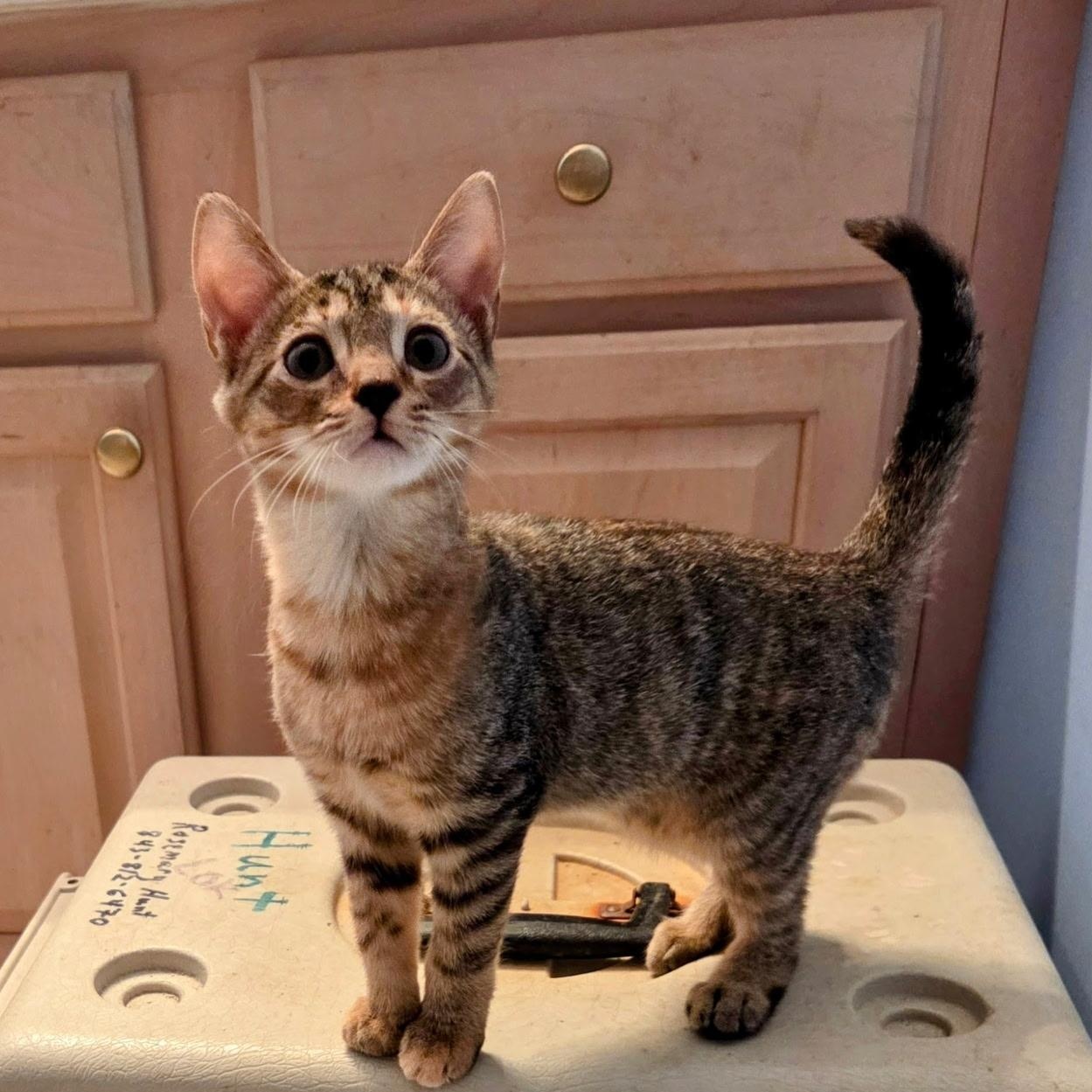 Enlarge Georgia O'Keefe, a Adoptable Domestic Short Hair in Beaufort, SC image 2/6