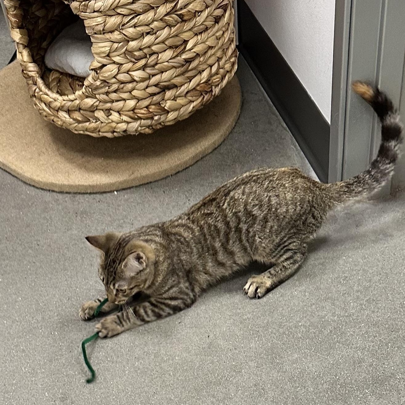 Enlarge Georgia O'Keefe, a Adoptable Domestic Short Hair in Beaufort, SC image 6/6