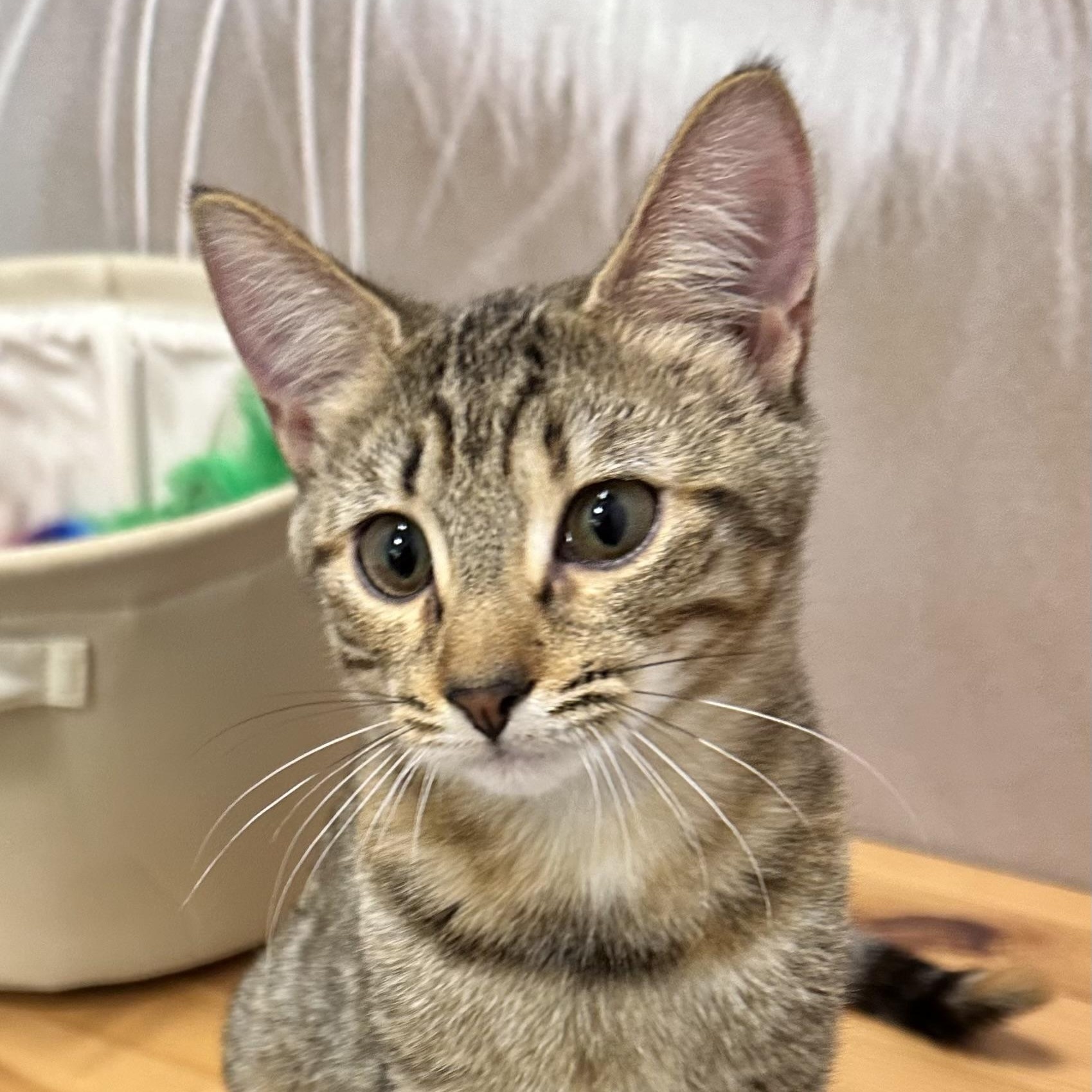 Enlarge Georgia O'Keefe, a Adoptable Domestic Short Hair in Beaufort, SC image 1/6