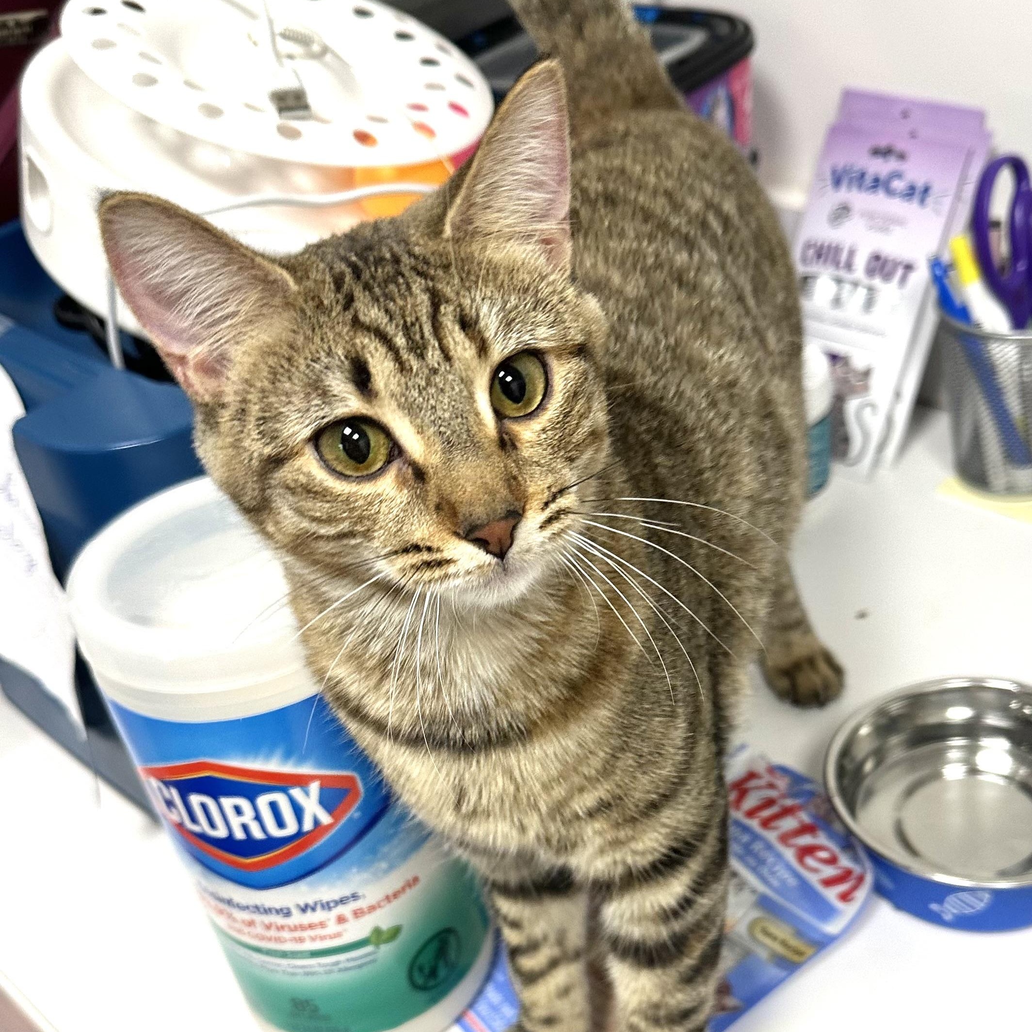 Georgia O'Keefe, Adoptable, Kitten Female Domestic Short Hair.