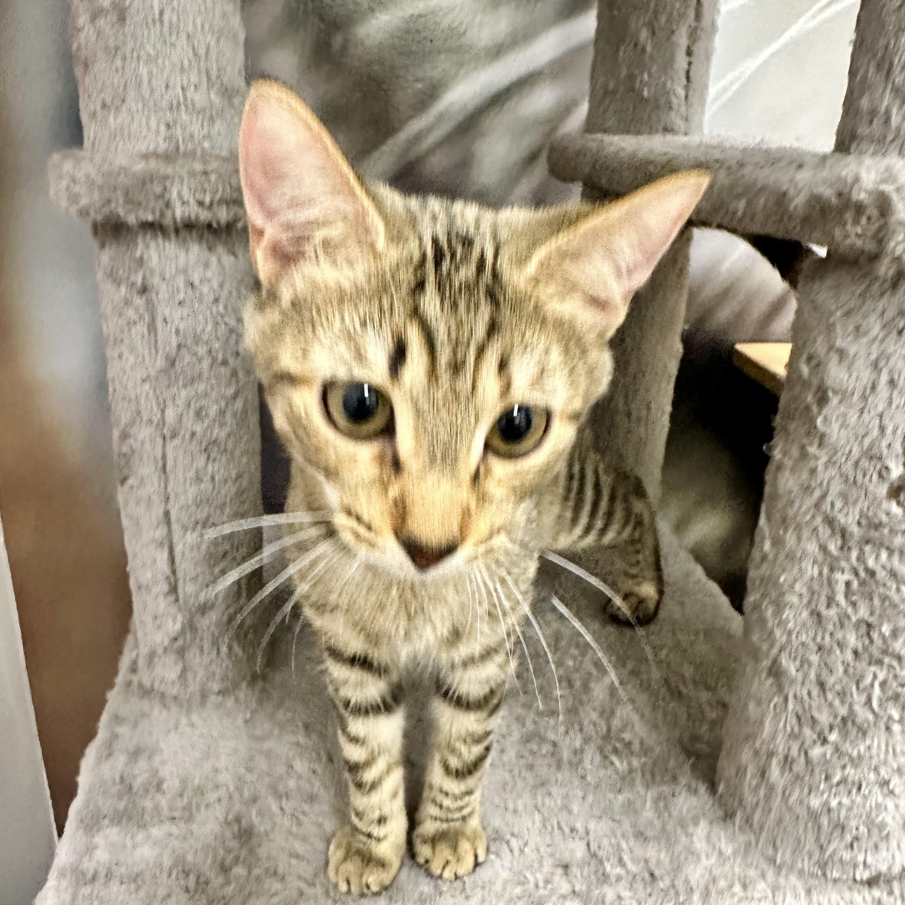 Enlarge Georgia O'Keefe, a Adoptable Domestic Short Hair in Beaufort, SC image 3/6