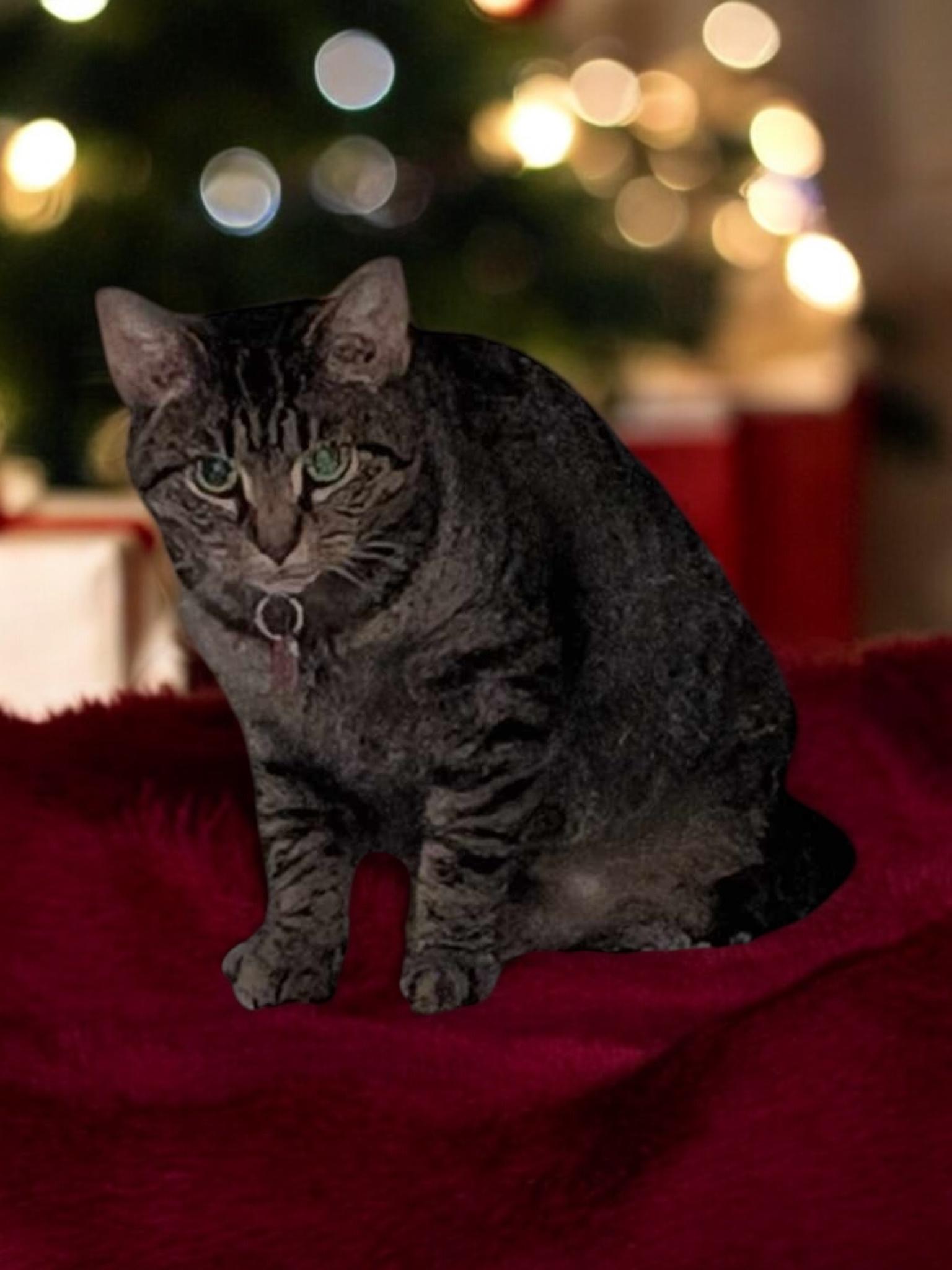 Enlarge Chief Charming, a Adoptable American Shorthair in North Vernon, IN image 1/3