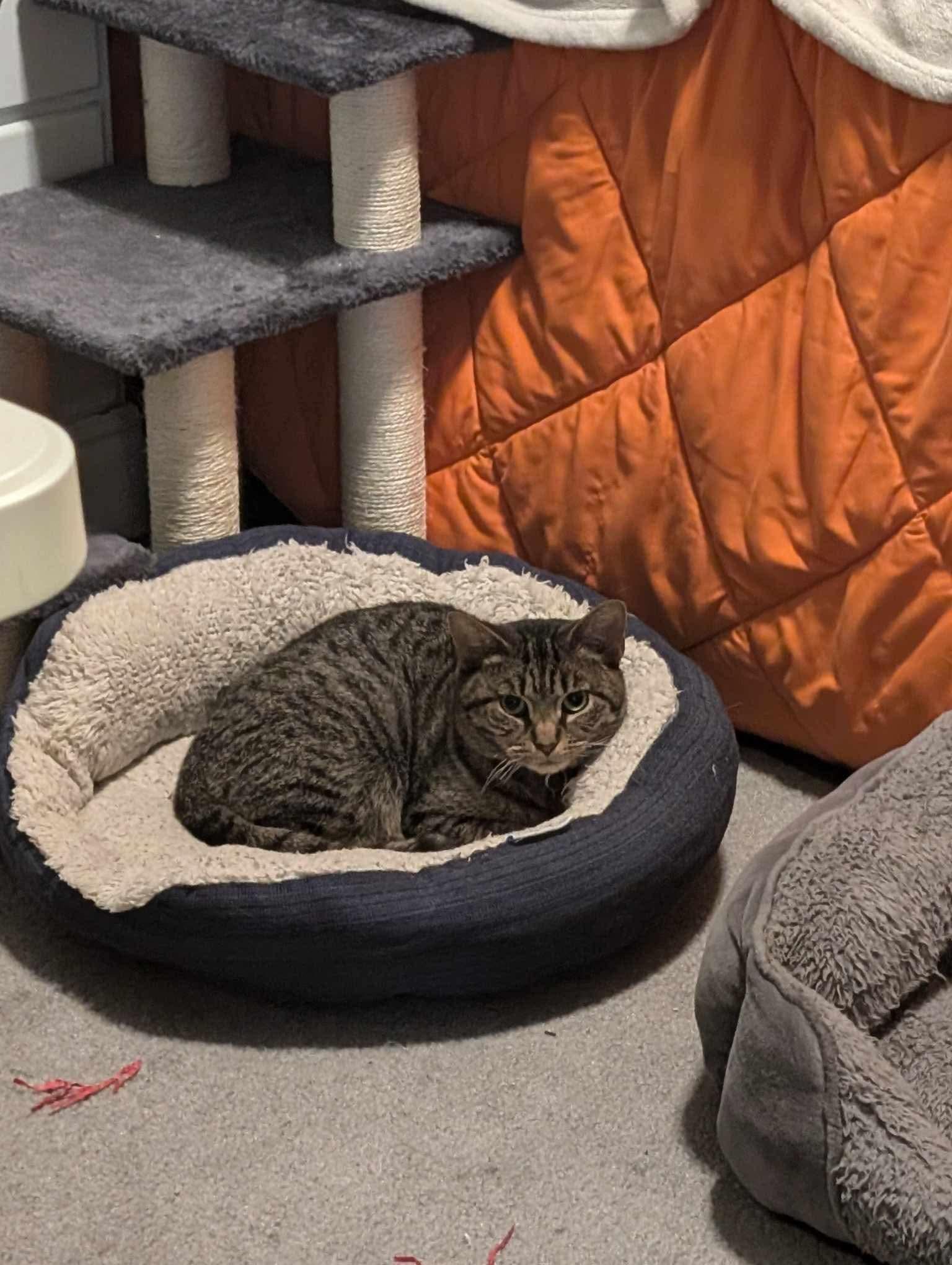 Enlarge Chief Charming, a Adoptable American Shorthair in North Vernon, IN image 3/3