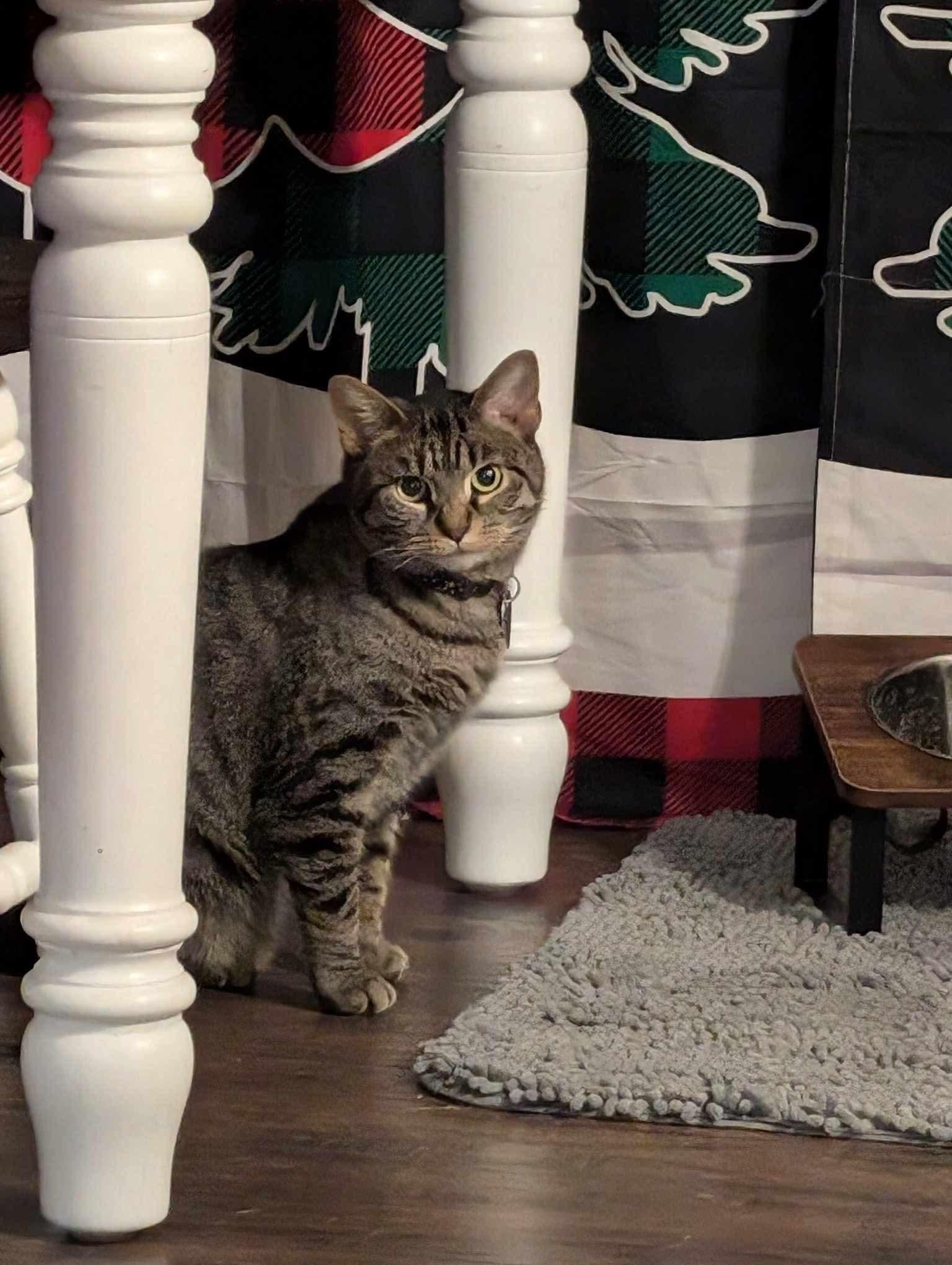 Chief Charming, Adoptable, Young Male American Shorthair.