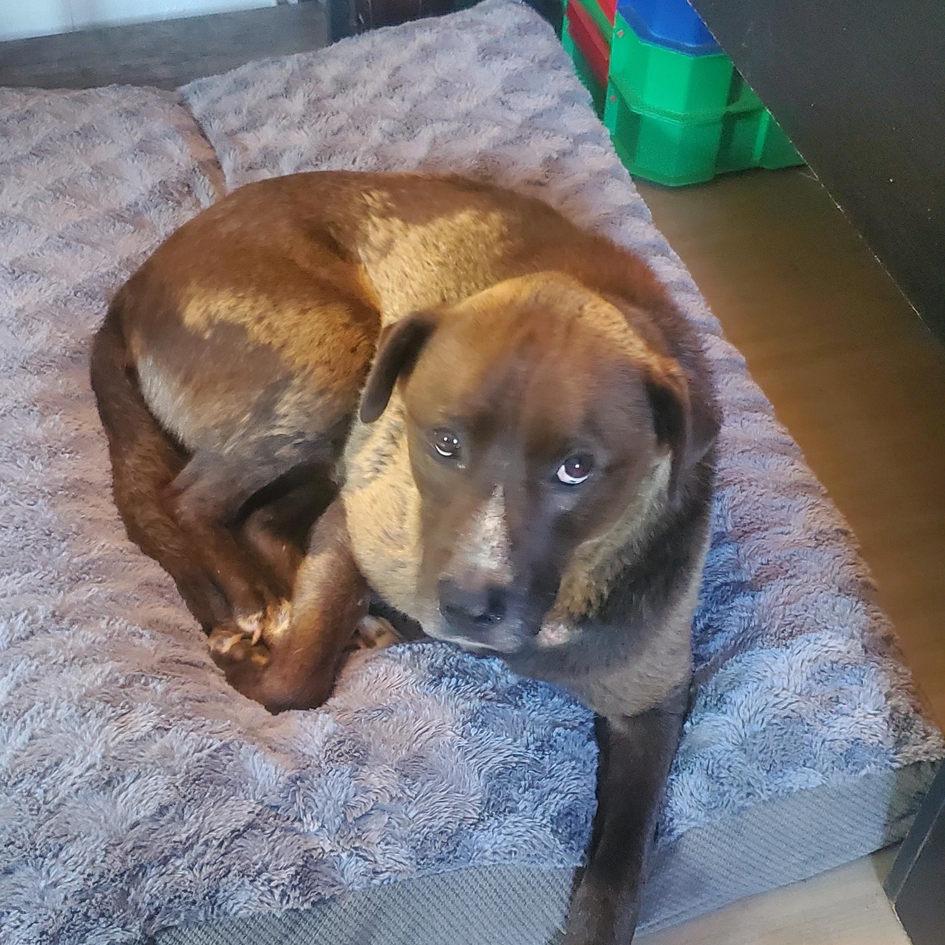 Harly, Adoptable, Adult Male Chocolate Labrador Retriever.