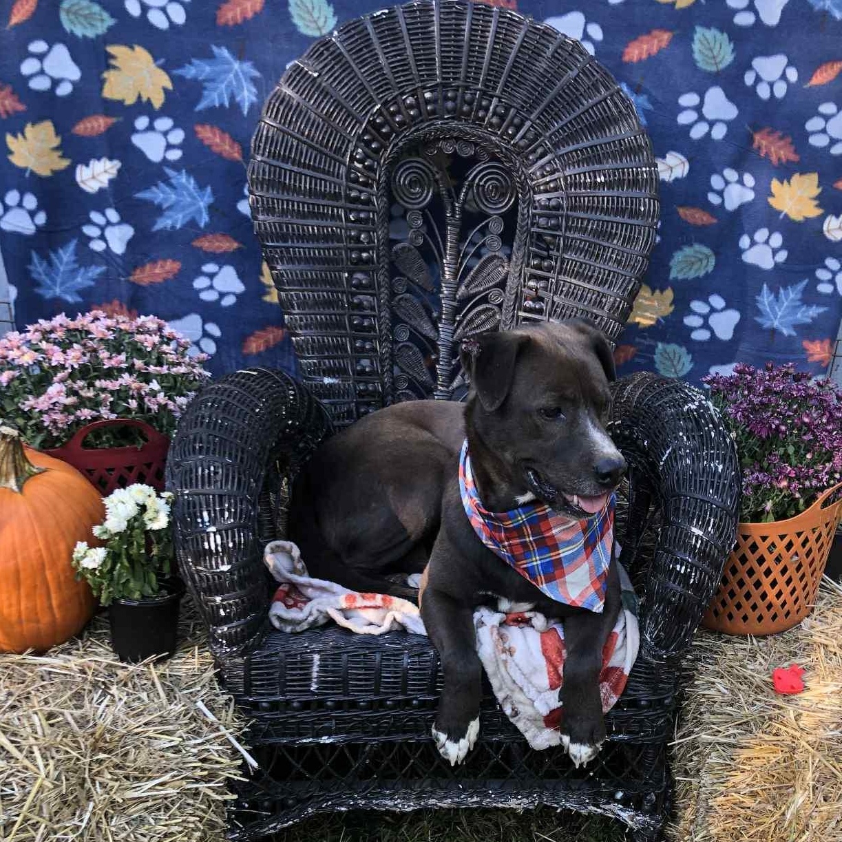 Harly, a Adoptable Chocolate Labrador Retriever in Campton, KY image 3/5