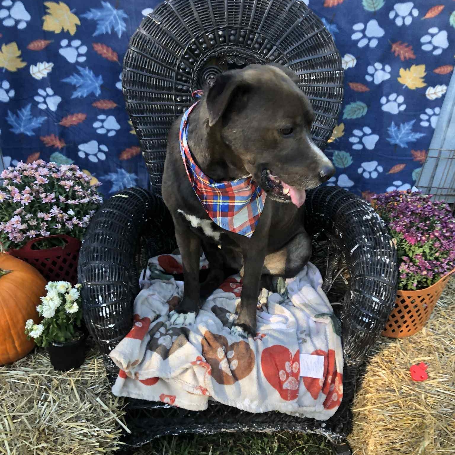 Harly, a Adoptable Chocolate Labrador Retriever in Campton, KY image 4/5