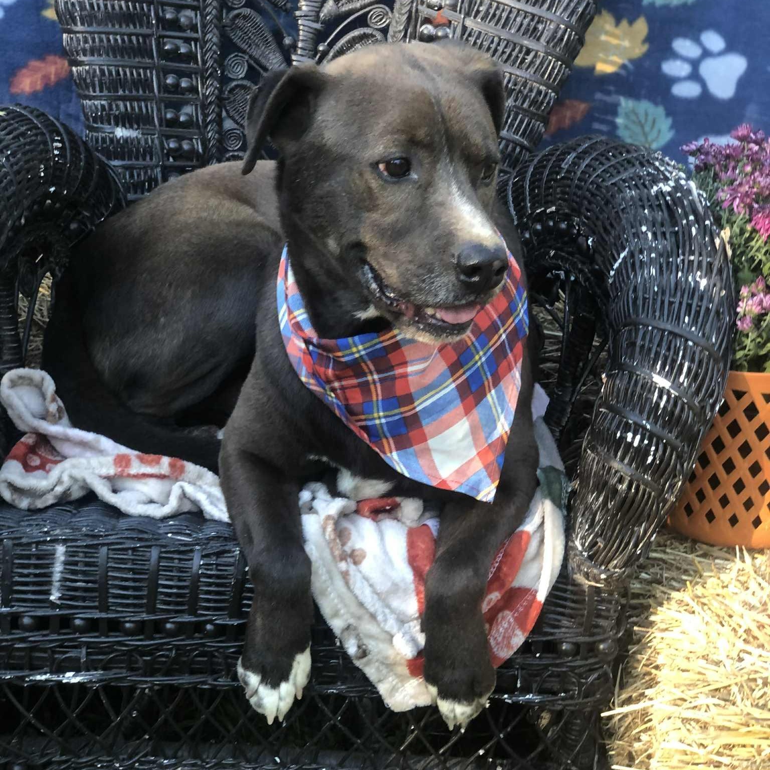 Harly, Adoptable, Adult Male Chocolate Labrador Retriever.