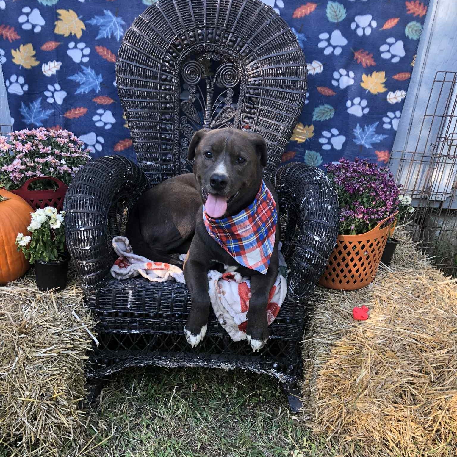 Harly, a Adoptable Chocolate Labrador Retriever in Campton, KY image 5/5