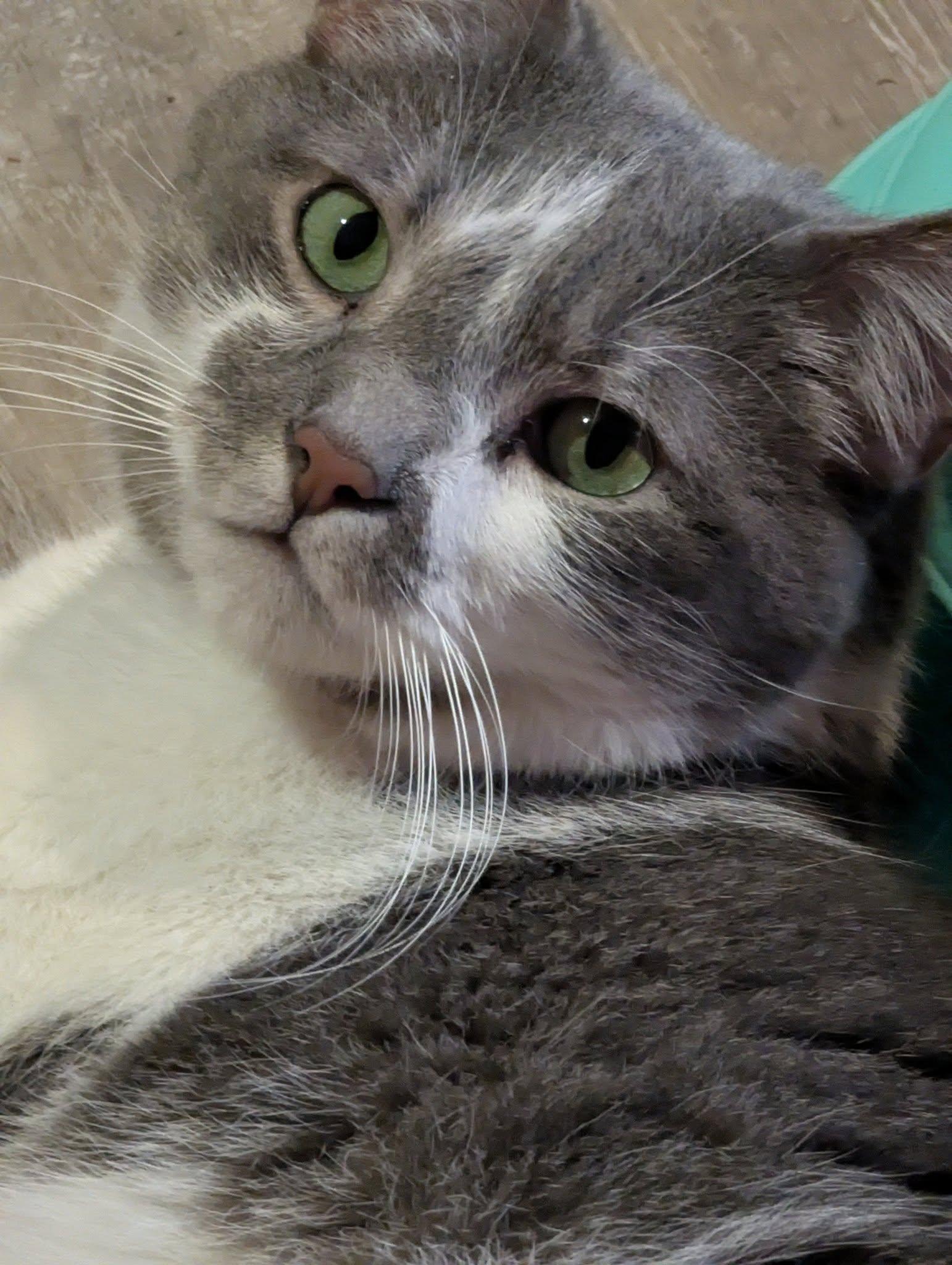 Enlarge Bayer, a Adoptable mixed breed in Cuba, NY image 3/3