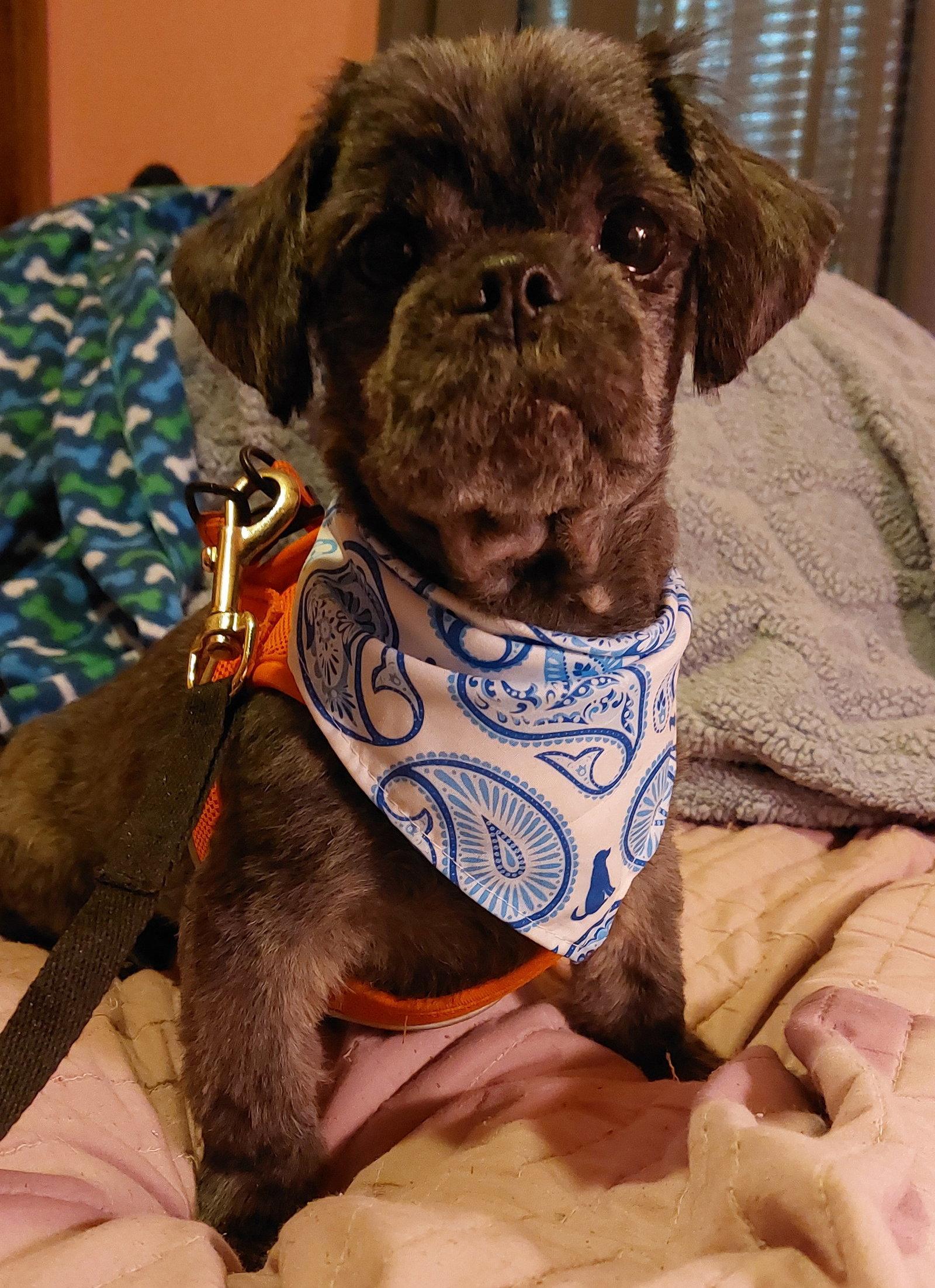 Edwin-OS, a Adopted Shih Tzu in Pataskala, OH image 3/3