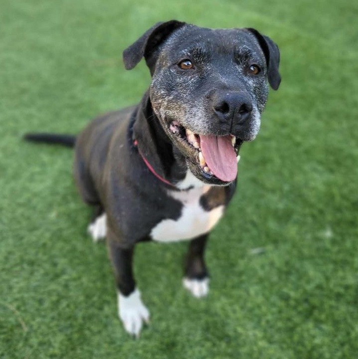 Daphne — thumbnail 2