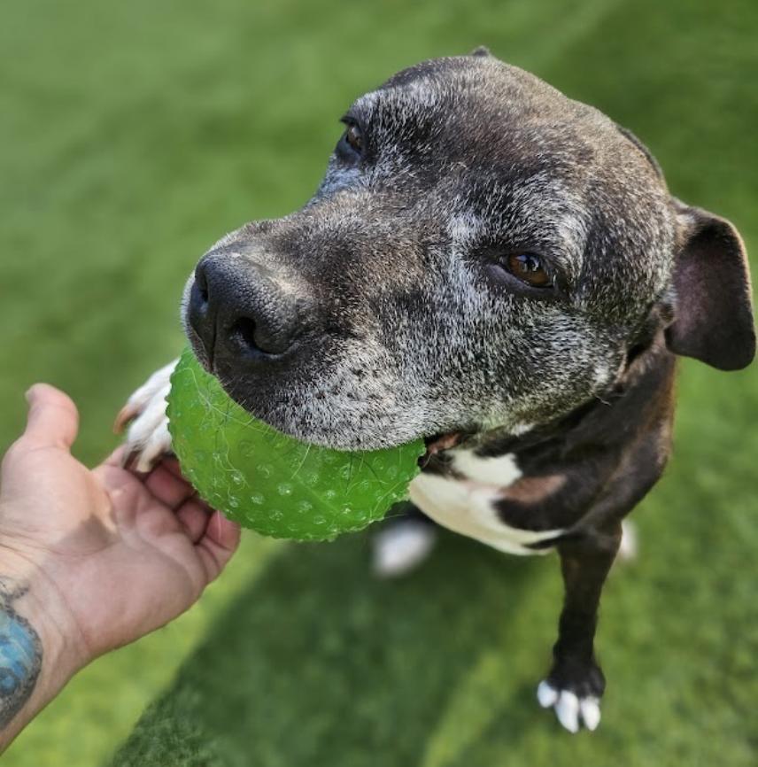 Daphne — thumbnail 6