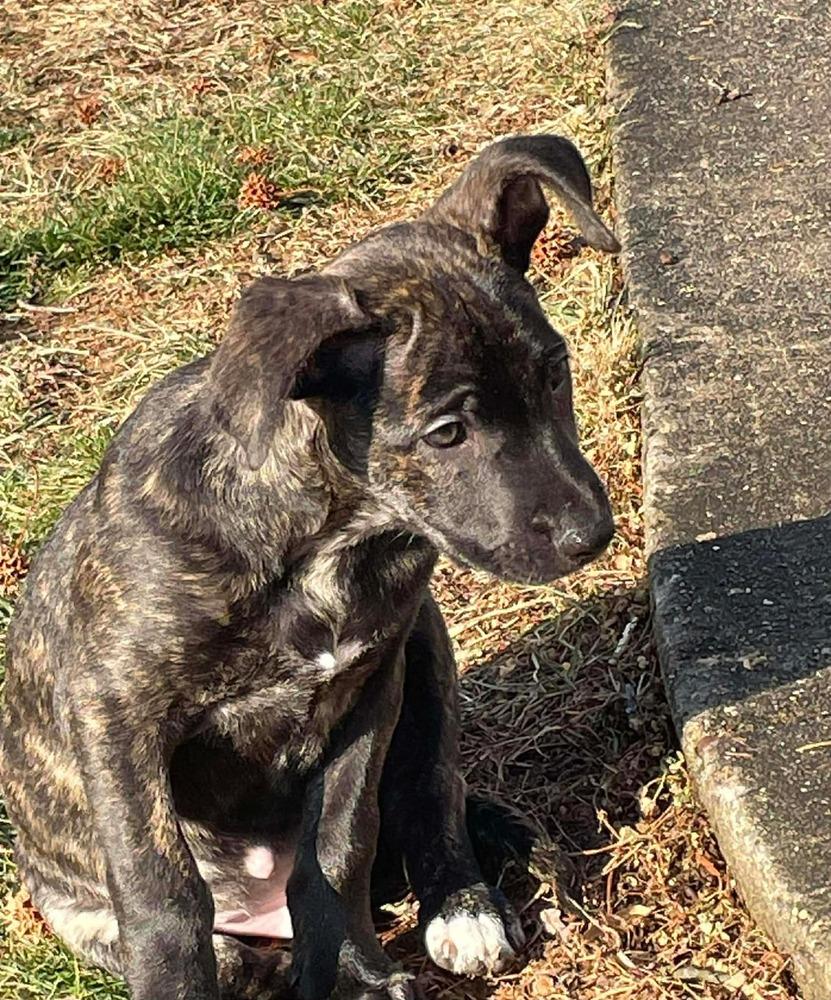 Enlarge Nougat  (M) (Itty Bitty Litter 2025), a Adoptable mixed breed in Wenonah, NJ image 2/3