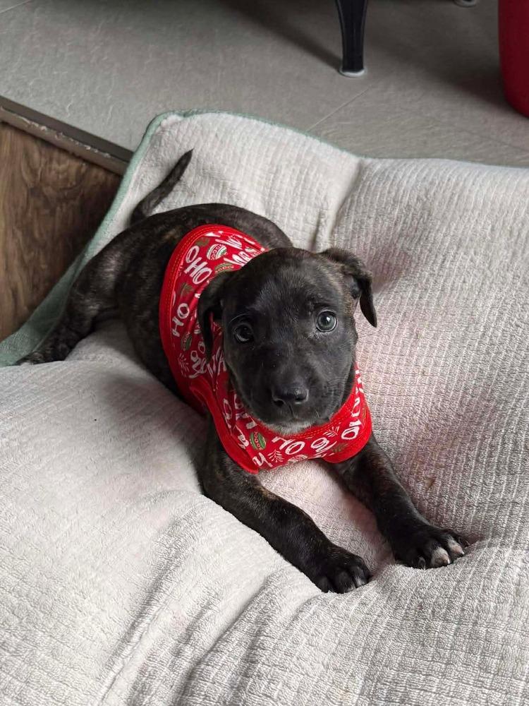 Nougat  M (Itty Bitty Litter 2025), Adoptable, Puppy Male Pit Bull Terrier & American Staffordshire Terrier.