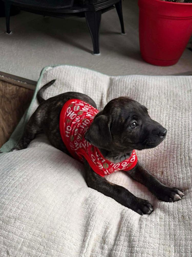 Nougat M (Itty Bitty Litter 2025), a Adoptable mixed breed in Wenonah, NJ image 2/4