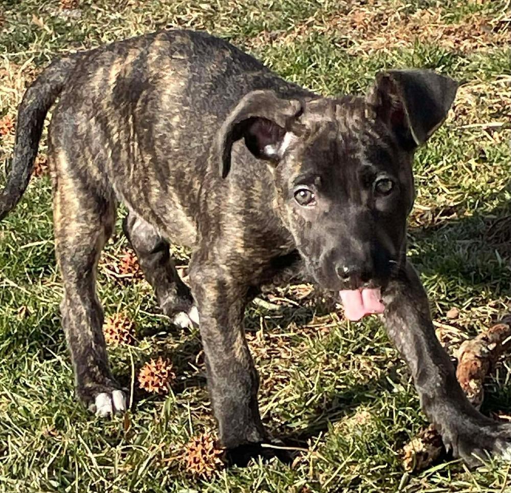 Enlarge Nougat  (M) (Itty Bitty Litter 2025), a Adoptable mixed breed in Wenonah, NJ image 3/3