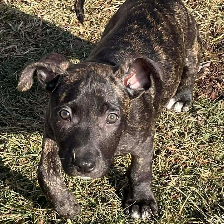 Enlarge Nougat  (M) (Itty Bitty Litter 2025), a Adoptable mixed breed in Wenonah, NJ image 1/3