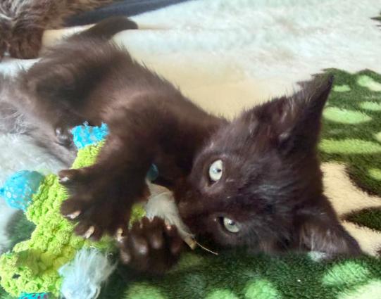 Enlarge Patrick, a ADOPTABLE Domestic Short Hair in Battle Creek, MI image 2/2