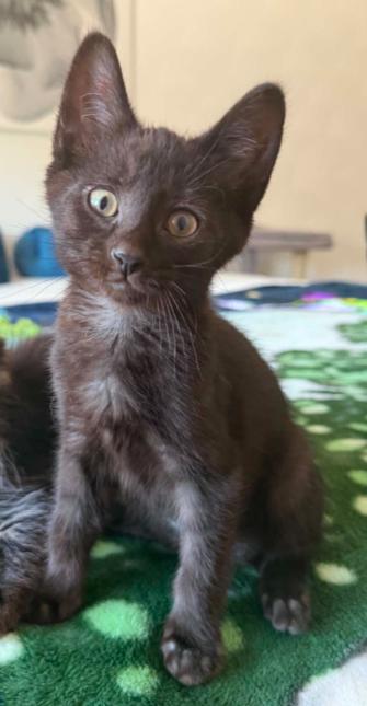 Patrick, ADOPTABLE, Kitten Male Domestic Short Hair.