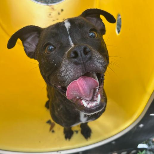 Petal, Adoptable, Adult Female Mixed Breed.