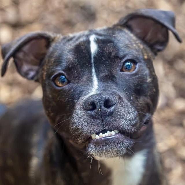 Enlarge Petal, a Adoptable Mixed Breed in Decatur, GA image 3/6