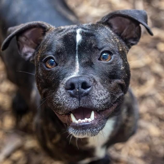 Enlarge Petal, a Adoptable Mixed Breed in Decatur, GA image 4/6