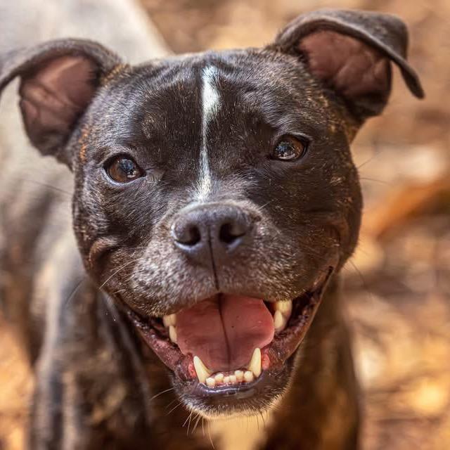 Enlarge Petal, a Adoptable Mixed Breed in Decatur, GA image 5/6