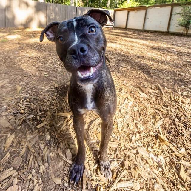 Enlarge Petal, a Adoptable Mixed Breed in Decatur, GA image 6/6