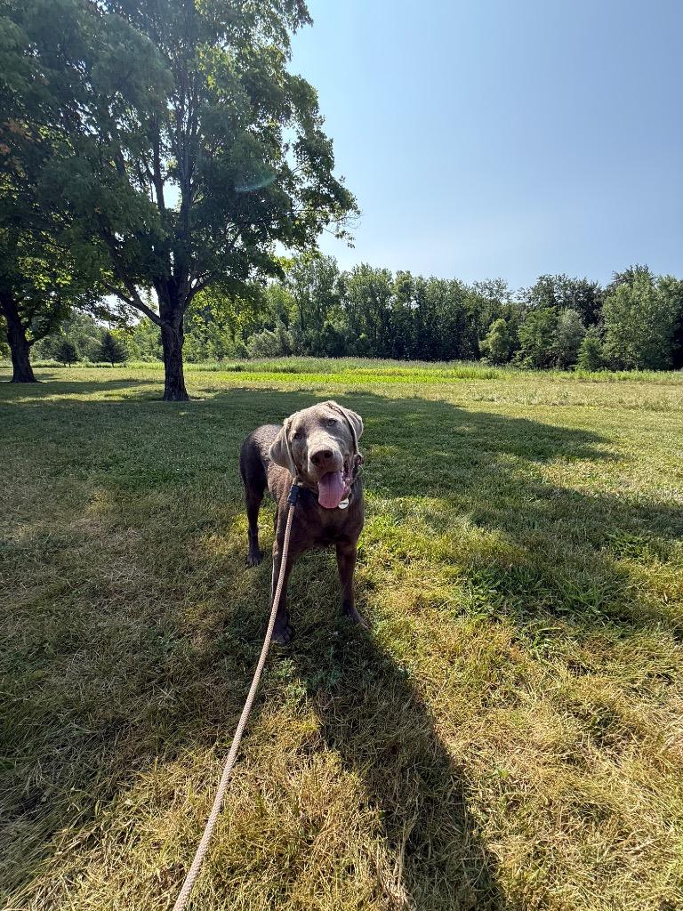 Sierra, Adoptable, Puppy Female Labrador Retriever & Weimaraner.