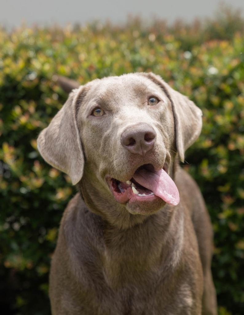 Sierra, a Adoptable mixed breed in North Syracuse, NY image 3/6