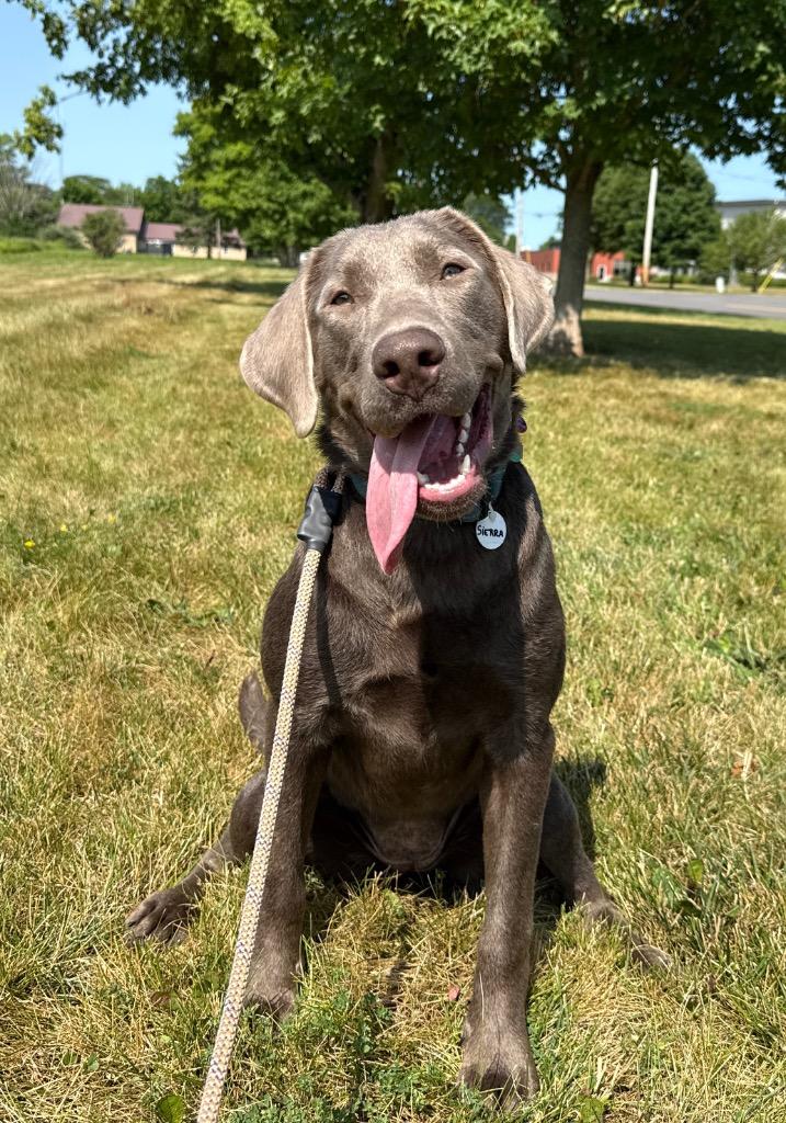 Sierra, a Adoptable mixed breed in North Syracuse, NY image 4/6