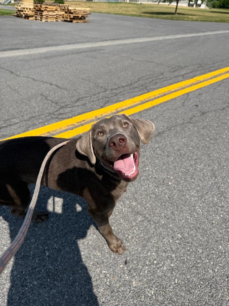 Sierra, a Adoptable mixed breed in North Syracuse, NY image 5/6