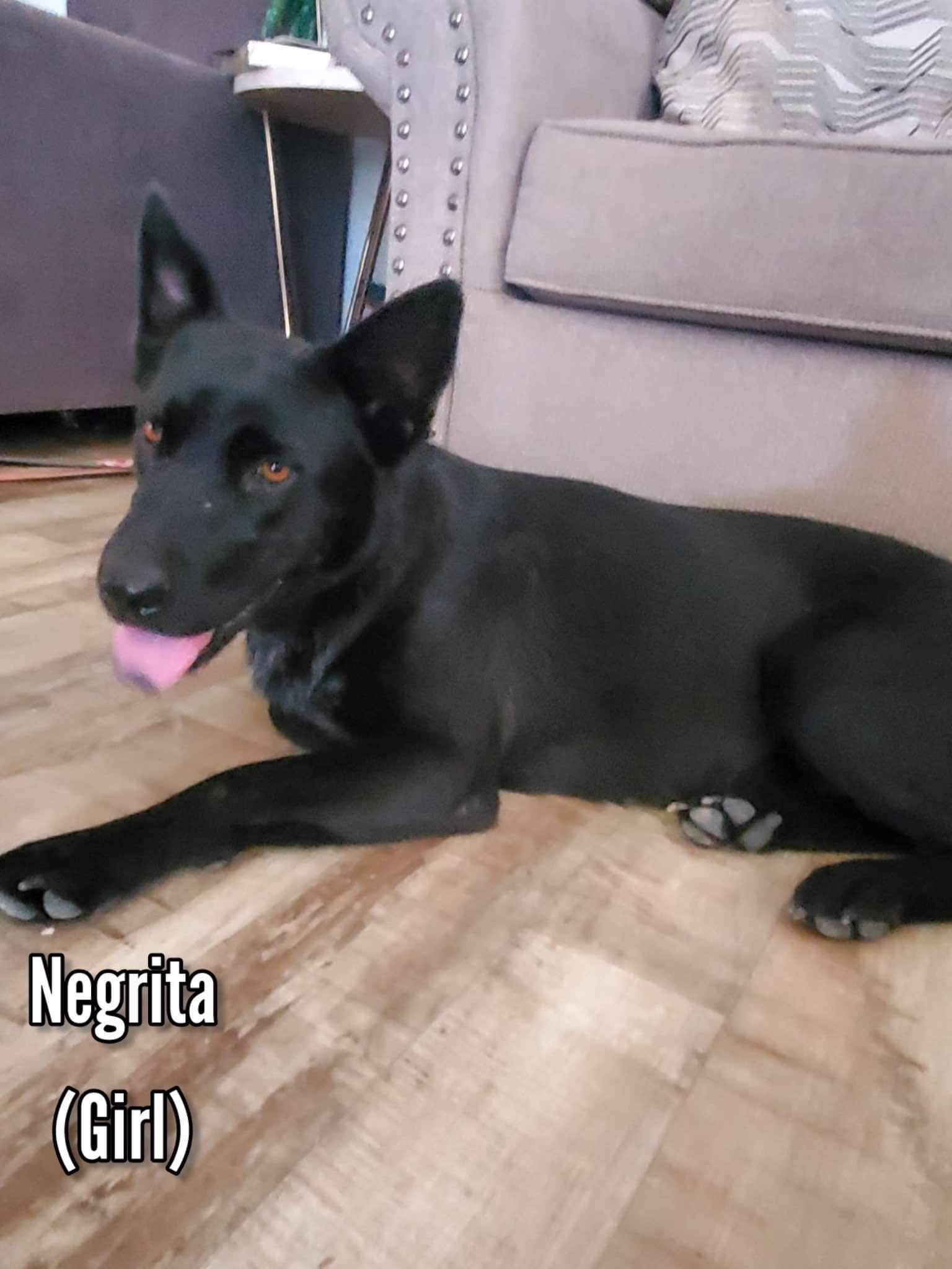 Enlarge Cinnamon, a Adoptable mixed breed in Seattle, WA image 5/6