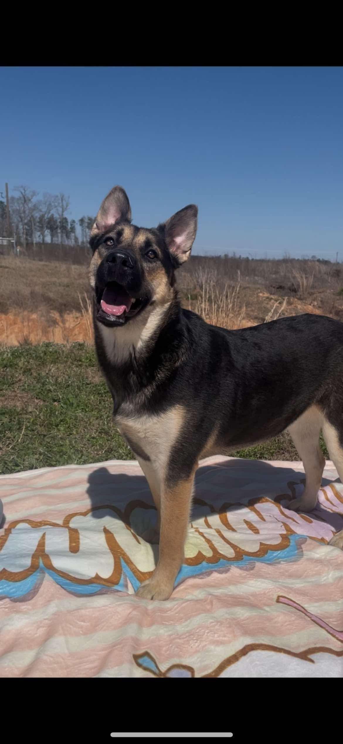 Enlarge Cinnamon, a Adoptable mixed breed in Seattle, WA image 2/6