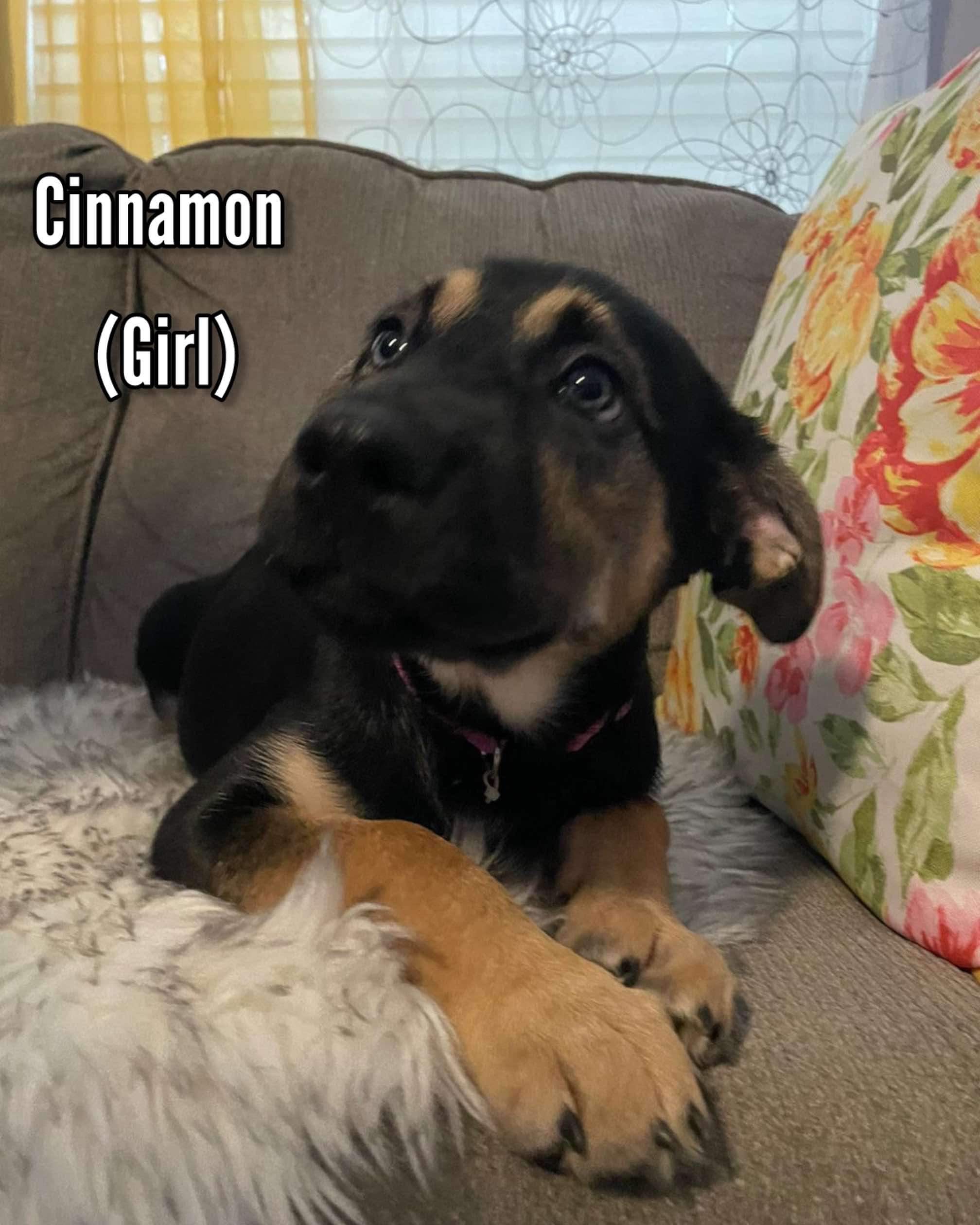 Enlarge Cinnamon, a Adoptable mixed breed in Seattle, WA image 4/6