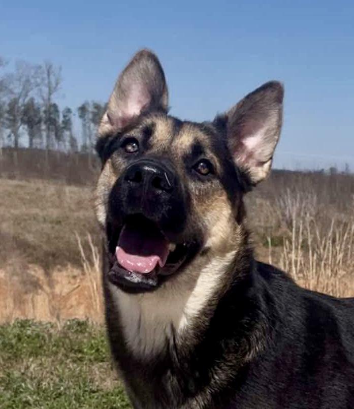 Enlarge Cinnamon, a Adoptable mixed breed in Seattle, WA image 1/6