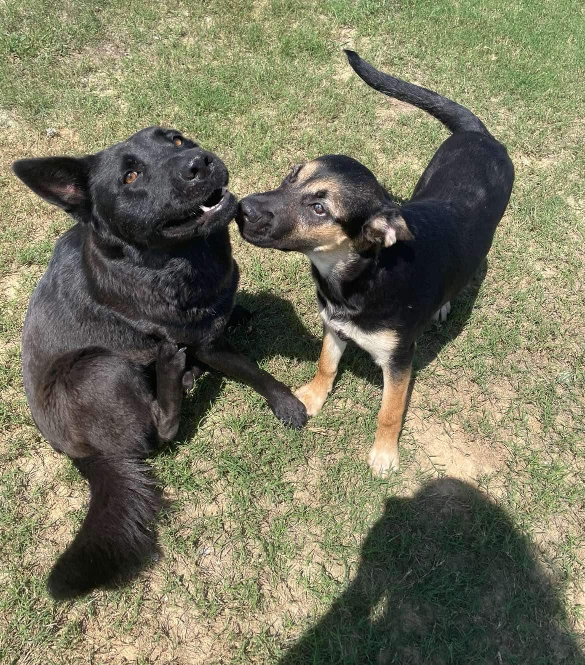 Enlarge Cinnamon, a Adoptable mixed breed in Seattle, WA image 6/6