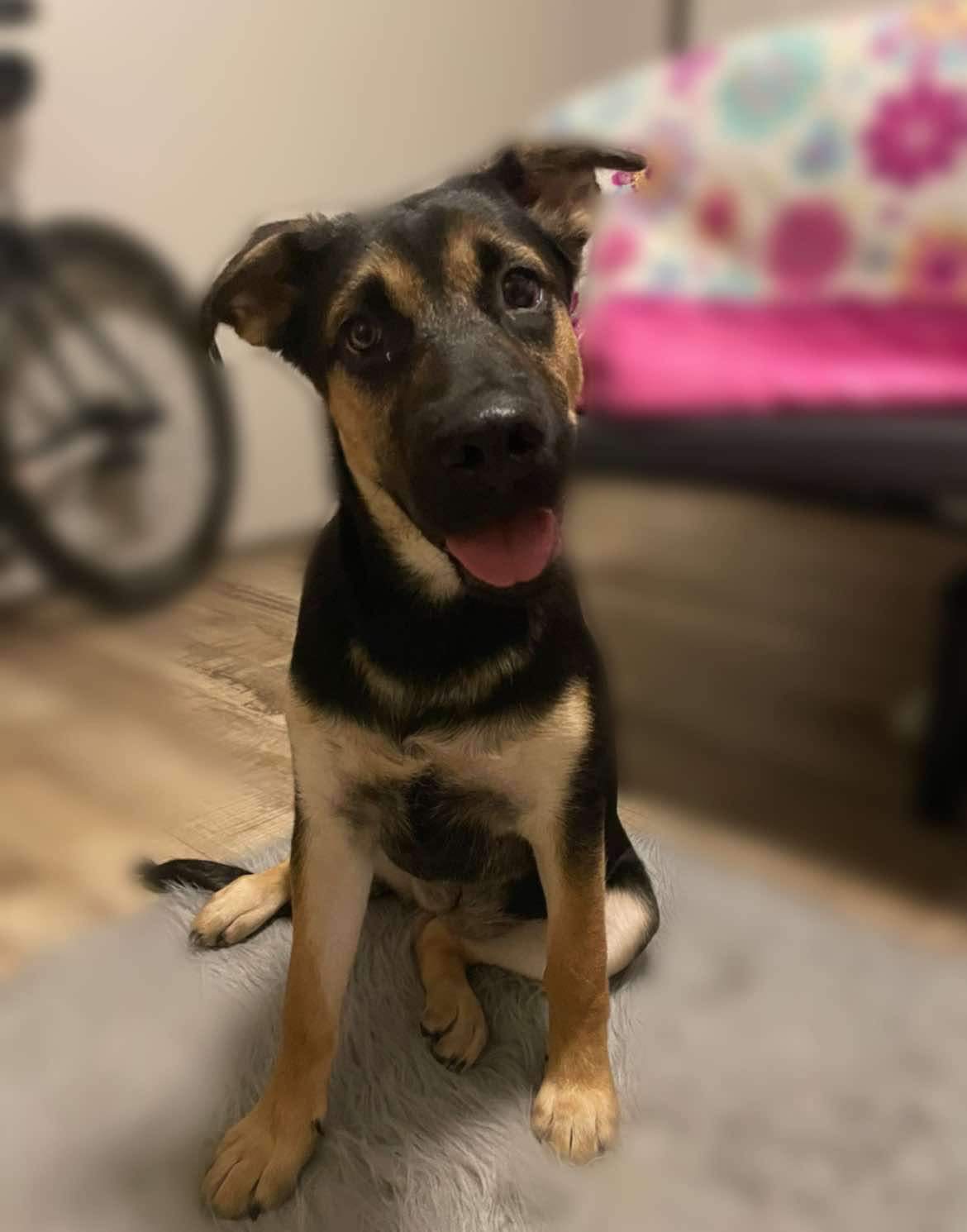 Enlarge Cinnamon, a Adoptable mixed breed in Seattle, WA image 3/6