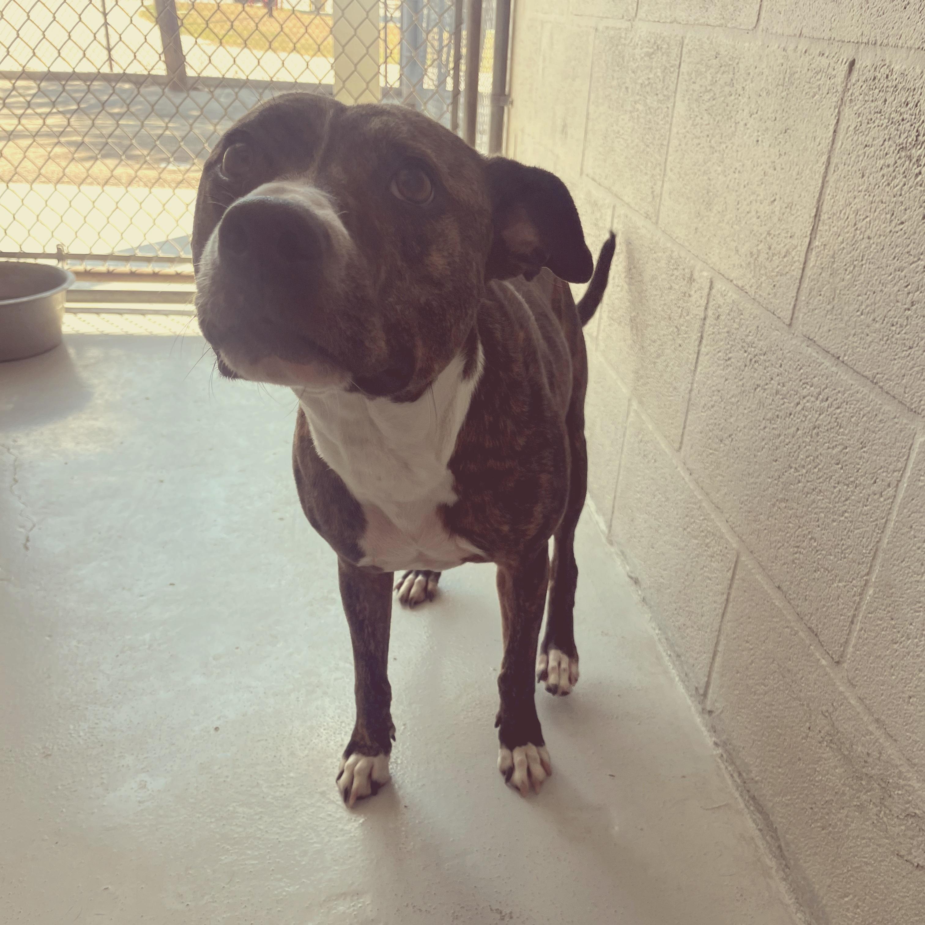 Enlarge Thea AKA: Angelica, a Adoptable mixed breed in Seguin, TX image 2/3