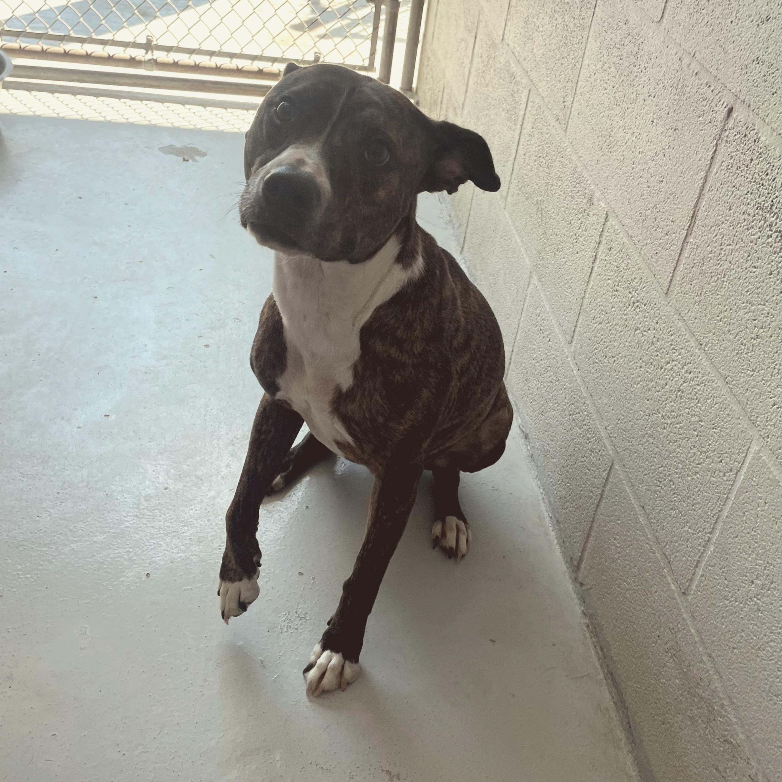 Enlarge Thea AKA: Angelica, a Adoptable mixed breed in Seguin, TX image 3/3