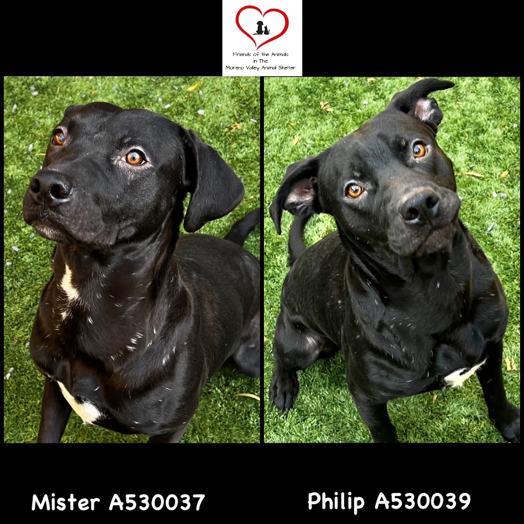 MISTER & PHILIP SEARCHING FOR A FOSTER OR FOREVER HOME TOGETHER