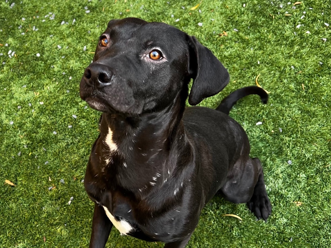 MISTER & PHILIP SEARCHING FOR A FOSTER OR FOREVER HOME TOGETHER