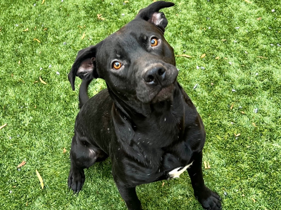 MISTER & PHILIP SEARCHING FOR A FOSTER OR FOREVER HOME TOGETHER