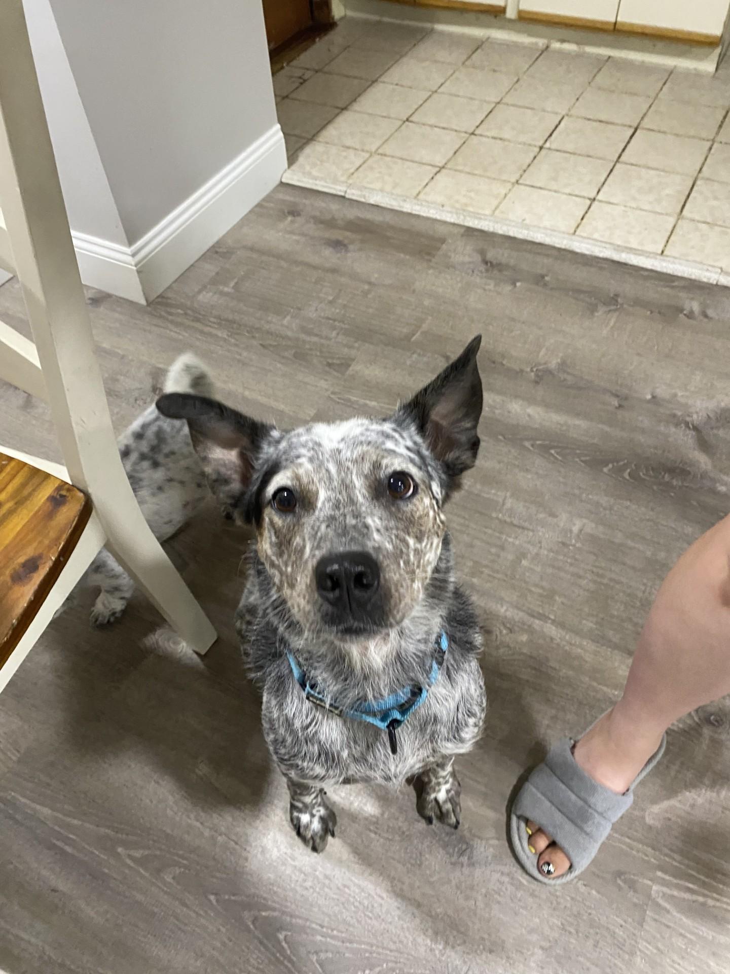 River, Adoptable, Young Female Australian Cattle Dog / Blue Heeler.