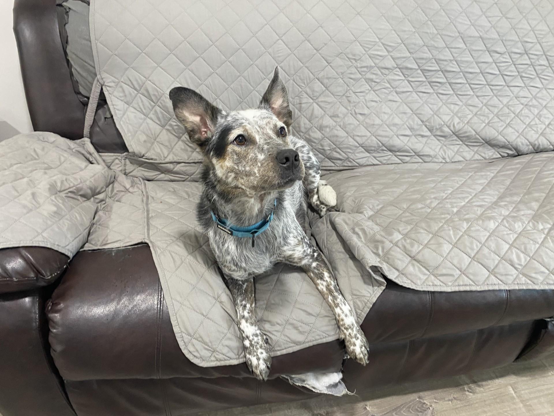 River, a Adoptable mixed breed in Dartmouth, MA image 2/4