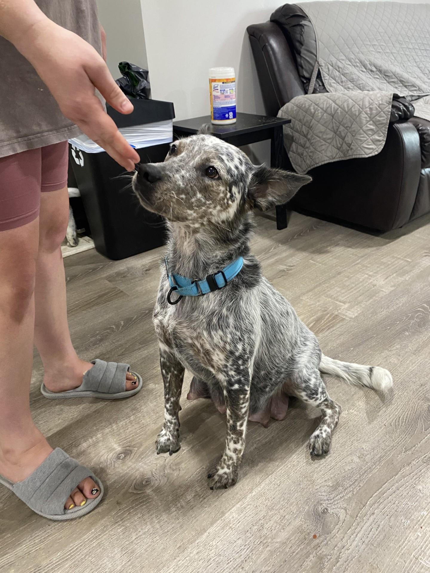 River, a Adoptable mixed breed in Dartmouth, MA image 4/4