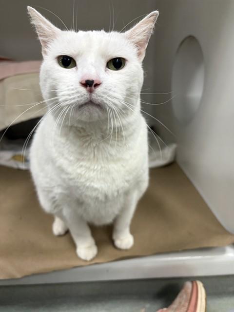 CHLOE, Adoptable, Senior Female Domestic Short Hair.