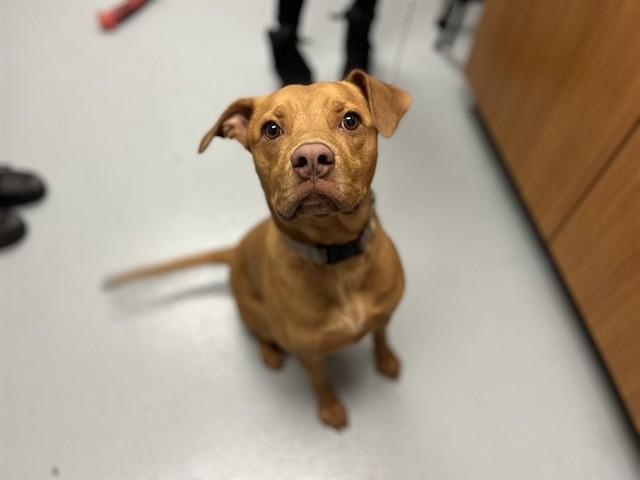 Enlarge CANARY, a Adoptable Mixed Breed in Saint Cloud, FL image 1/1