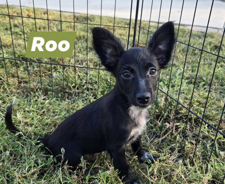 Roo, Adoptable, Puppy Female Retriever & Chihuahua.